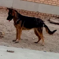 سگ‌ژرمن‌اصل