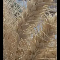 گندم ریژاو بوجاری و غیر بوجاری