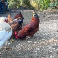 تعدادی خروس|حیوانات مزرعه|رامسر, |دیوار