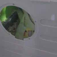 عروس هلندی|پرنده|ساوه, |دیوار