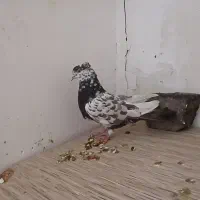 کفتر سوسکی|پرنده|گلبهار, شهر جدید گلبهار|دیوار