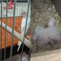 عروس هلندی آلبینو