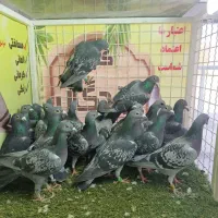 دسته آلمانی با رنگی خراسان جنوبی