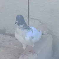 گبوتر گرفتنی شب|پرنده|خرمشهر, |دیوار