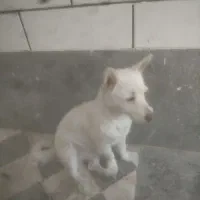 سگ اشپیدز با نمک او حرف گوش کن|سگ|ساوه, |دیوار