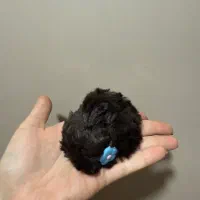 اکسسوری زنانه|بدلیجات|بندر ماهشهر, |دیوار