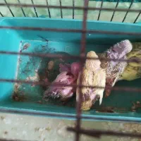 جوجه مرغ عشق