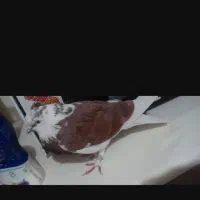 کبوتر گمشده خانگی شازده