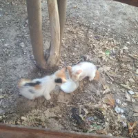 واگذاری رایگان ۳ عدد بچه گربه به همراه مادر|گربه|یزد, |دیوار