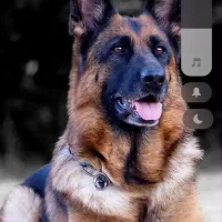 سگ ژرمن مرغ