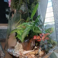 تراریوم|گل و گیاه طبیعی|قرچک, شهرک گلها|دیوار