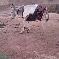 خر جوان