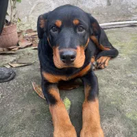 رتوایلر 4 ماهه واگذار می شود|سگ|خوشرودپی, |دیوار