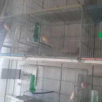 قناری نر ماده عروس هلندی فنج مرغ عشق|پرنده|نجفآباد, صالح آباد|دیوار