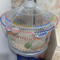 قفس طرقه