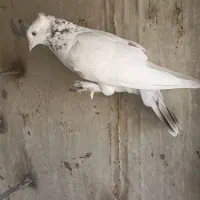 سینه سوسنی و تعدادی رنگی|پرنده|شیراز, باهنر|دیوار