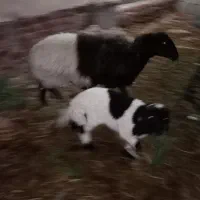 دوتا گوشی موبایل لمسی دارم باگوسفند معاوضه میکنم