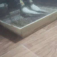 کبوتر|پرنده|بندر انزلی, پیل علی باغ|دیوار