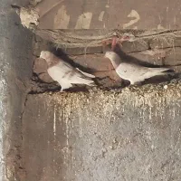 18تا کبوتر پرشی