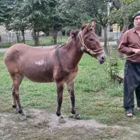 فروش قاطر|حیوانات مزرعه|گوراب زرمیخ, |دیوار