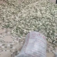 خرید فروش پیچک و وز