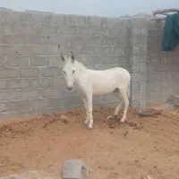 فروش الاغ زرنگ