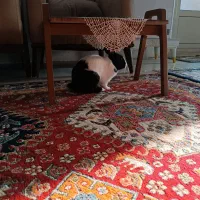 واگذاری خرگوش ۳ ساله