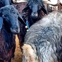 ۱۷ راس بره نرقوچی از ۶۰ تا۷۰ ملیون .اگهیبخان بزنگ