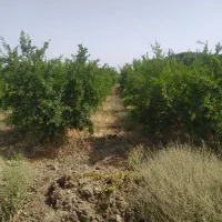 زمین کشاورزی .باغ و گلخانه فعال.|فروش دفتر صنعتی، کشاورزی، تجاری|ساوه, |دیوار