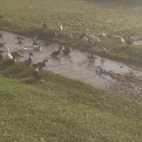 اردک محلی و ارگانیک