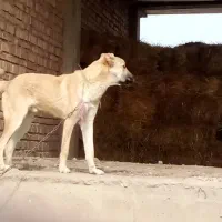 سگ نگهبان