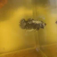 ماهی فایتر پلاکت|ماهی|تهران, جوادیه|دیوار