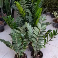 گیاه طبیعی