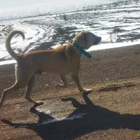 واگذاری سگ سرابی