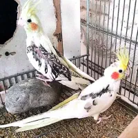 تخفیف عروس هلندی