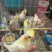 ۵ عدد عروس هلندی|پرنده|قم, آزادگان|دیوار