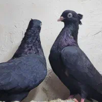جفت زاغ ابادانی|پرنده|بندر گناوه, |دیوار
