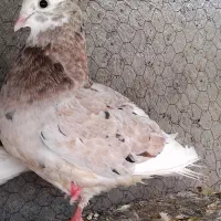 کفتر گمشده متن را. بخوانید|حیوانات|یزد, |دیوار