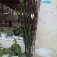 گل افوربیا قرمز|گل و گیاه طبیعی|سنگر, |دیوار