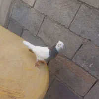 فروش فوری طوقی|پرنده|خانمیرزا, |دیوار