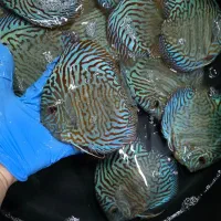 فروش دیسکس بالای ۶ اینچ دو انواع نژاد|ماهی|لوندویل, |دیوار