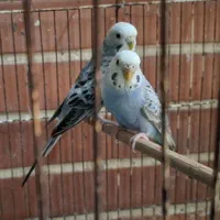 مرغ عشق ماده(آماده و بالغ)
