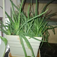 گل طبیعی|گل و گیاه طبیعی|تهران, سوهانک|دیوار