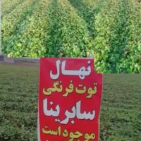 کشاورزی