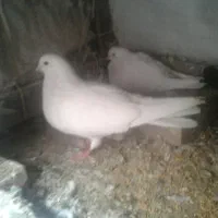 دوجفت کفترسفیدپاک پرشی بشرط