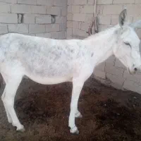 الاغ مادیون|حیوانات مزرعه|بندر گناوه, |دیوار