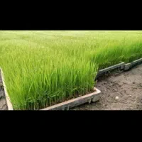 بانک نشا برنج جوی اصلاح شده لنگرود