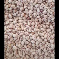 لوبیا چیتی|عمدهفروشی|گرگان, |دیوار