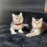 بریتیش بلک گلد