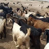 30راس بز آبستن و کهره دار داشتی بفروش میرسد|حیوانات مزرعه|شیراز, منصورآباد|دیوار
